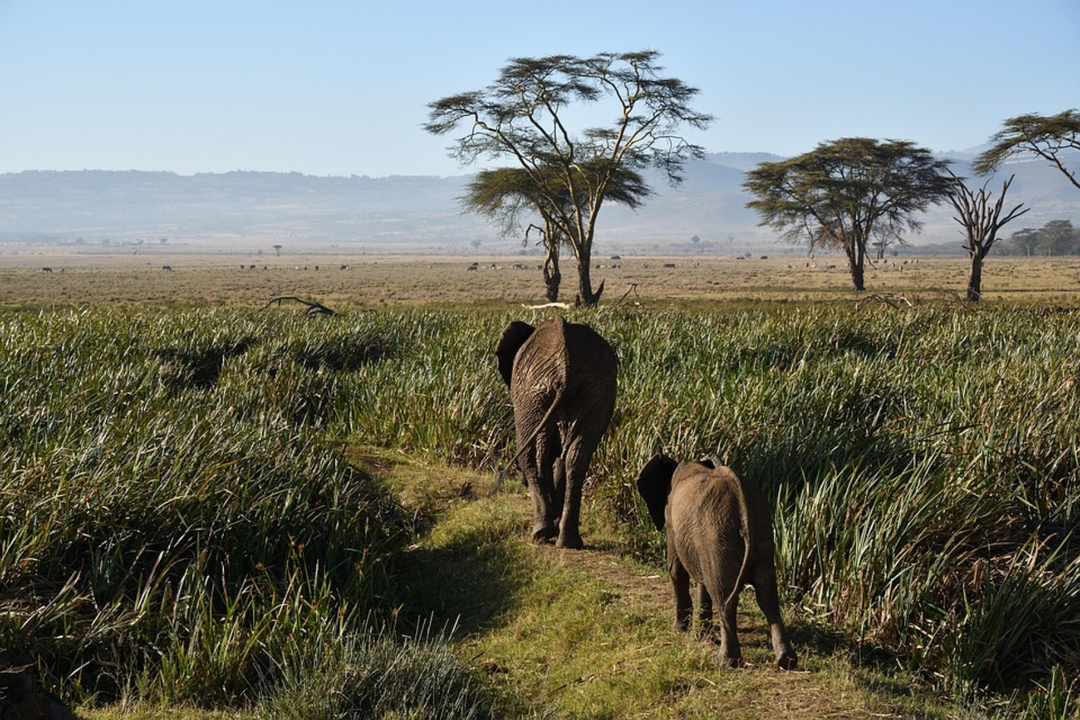 Elefantes en una sabana de &Aacute;frica. / Pixabay