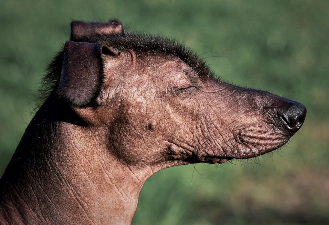 Xoloitzcuintle, perro y patrimonio cultural de la Ciudad de M&eacute;xico. / Pixabay