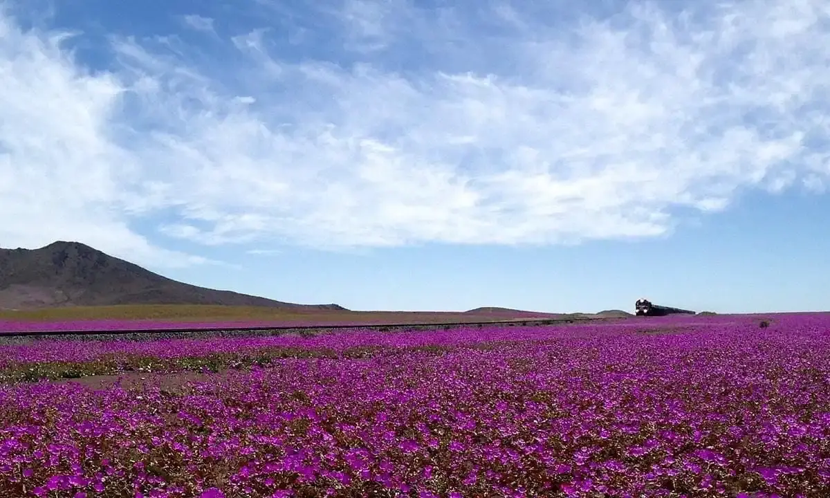 desierto florido