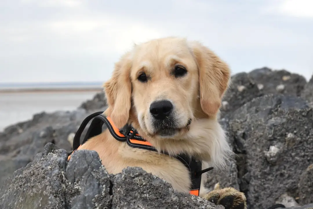 Perro golden retriever. / Pixabay