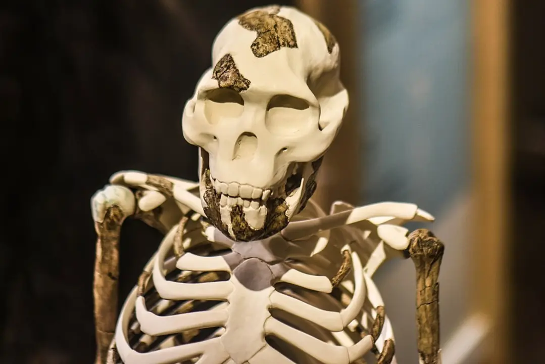 Recreaci&oacute;n del esqueleto de la Australopithecus afarensis (Lucy). / Erik Drost - Wikimedia Commons
