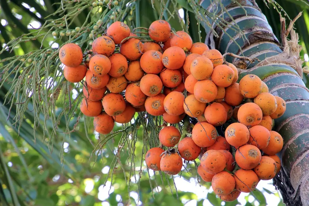 Nueces de areca. / Pixabay