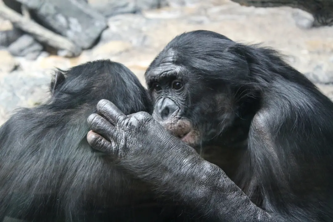 Bonobos. / Pixabay
