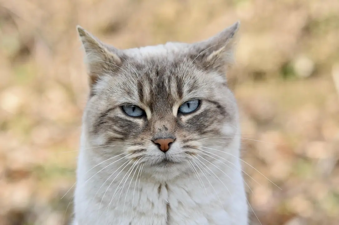 Gato. / Pixabay