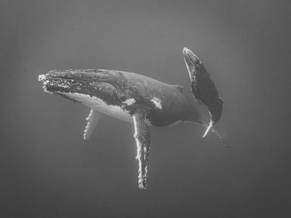 iPhone Photography Awards 2025 &ndash; Primer Premio en Animales./ &copy;Jayne Parker, Nueva Zelanda