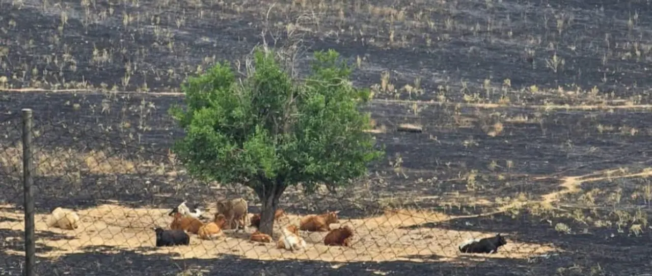 Varias vacas rodean un &aacute;rbol tras los incendios en Espa&ntilde;a. / X.