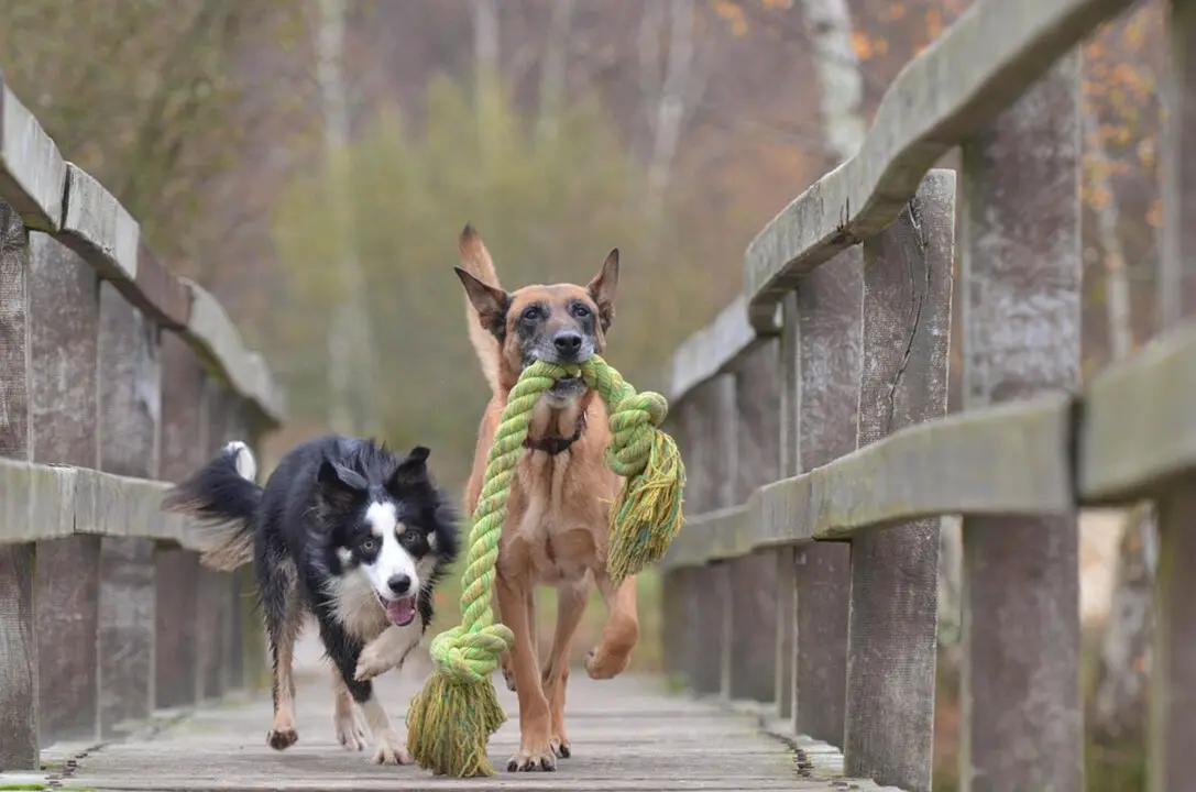 Perros jugando. / Pixabay