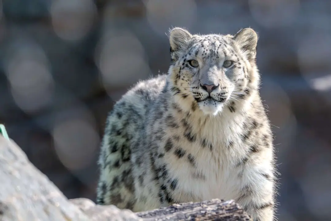 Leopardo de las nieves. / Pexels