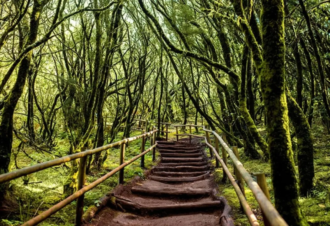 El parque nacional de Garajonay. / RR. SS.