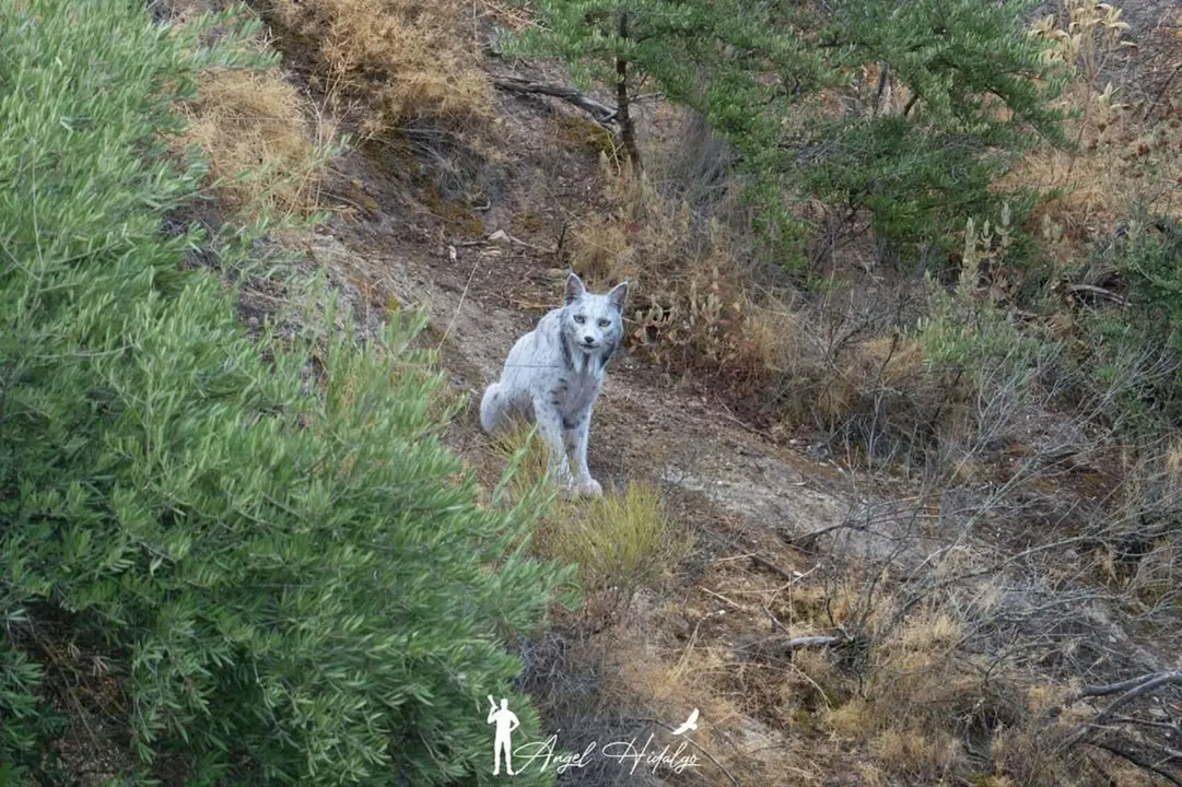 La hembra de lince con pigmentaci&oacute;n blanca, 'Saturja', avistada en Andaluc&iacute;a. / Instagram: &Aacute;ngel Hidalgo.