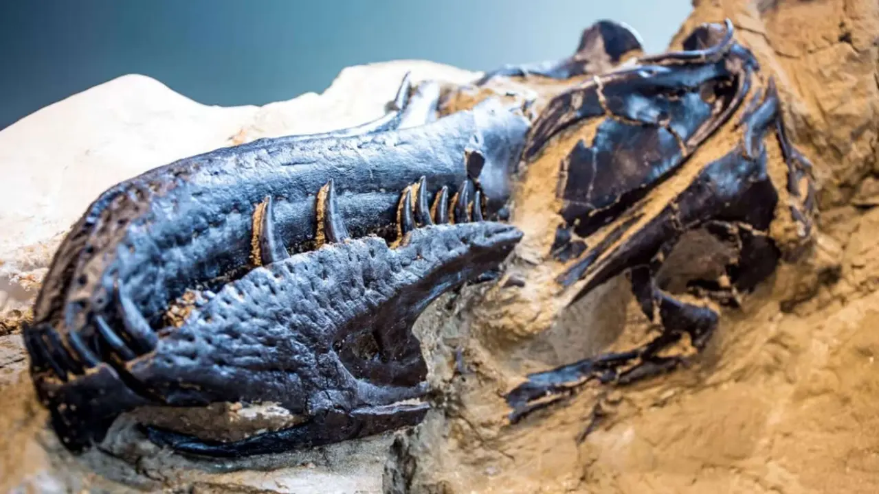 El hocico del f&oacute;sil del Nanotyrannus. / Museo de Ciencias Naturales de Carolina del Norte