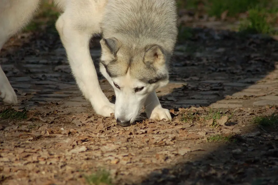 Husky siberiano. / Pixabay