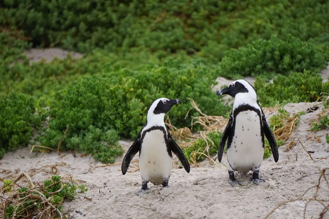 Ping&uuml;inos africanos (Spheniscus demersus). / Pixabay