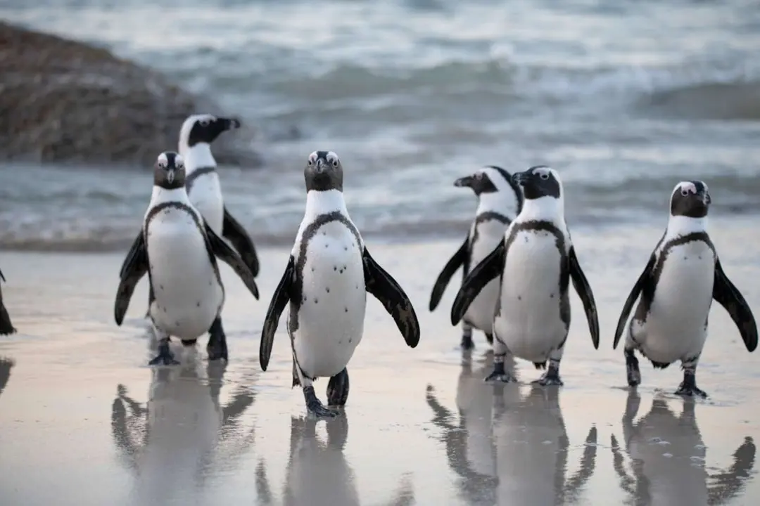 Ping&uuml;inos africanos. / Pexels