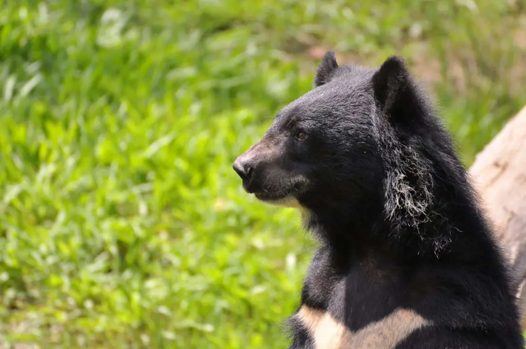 Oso negro asi&aacute;tico (Ursus thibetanus). / Pexels