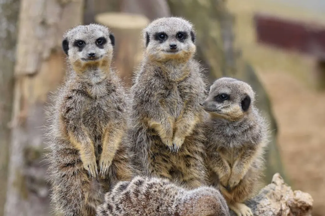 Familia de suricatas. / Pexels