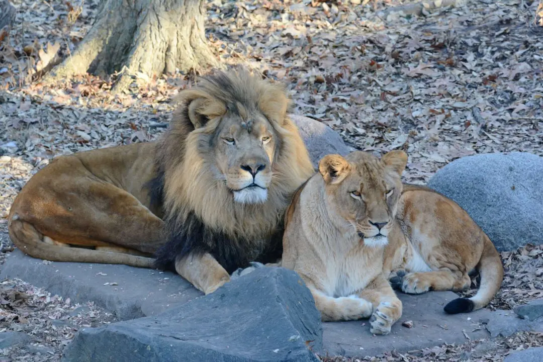 Una pareja de leones. / Pexels