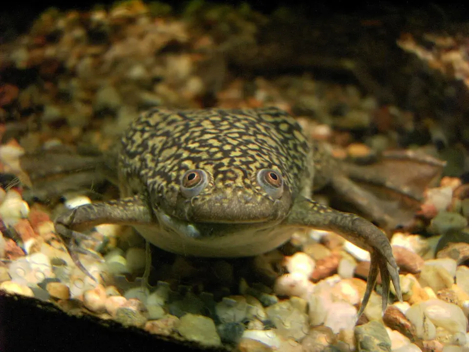 Rana de u&ntilde;as africana (Xenopus laevis). / Ben Rschr - Berliner Tiergarten- Wikimedia Commons