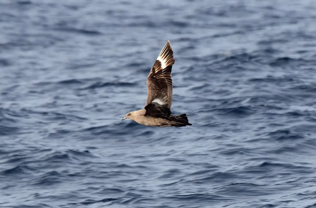 P&aacute;galo ant&aacute;rtico (Stercorarius maccormicki). / Dominic Sherony - Wikimedia Commons