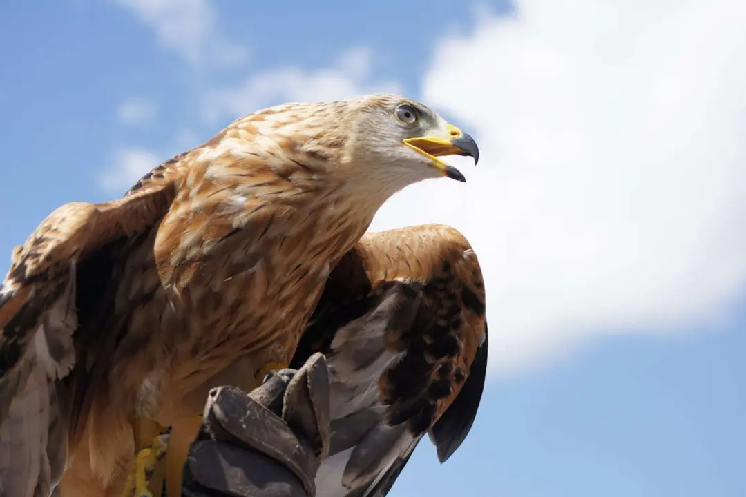&Aacute;guila real. / Pexels