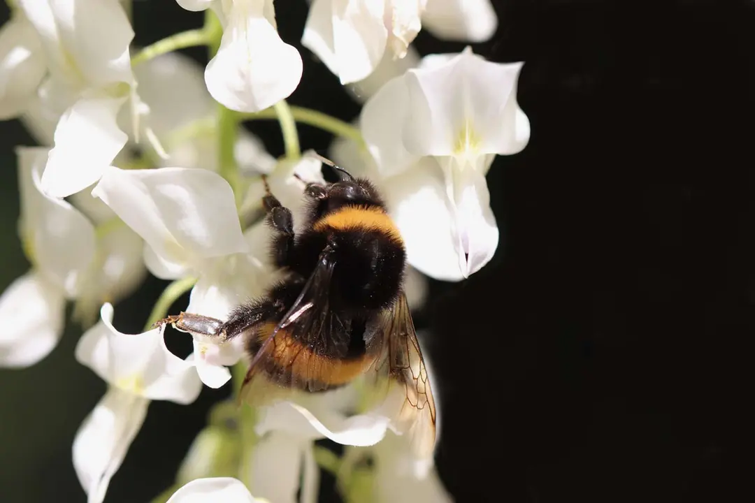 Abejorro com&uacute;n (Bombus terrestris). / Pixabay