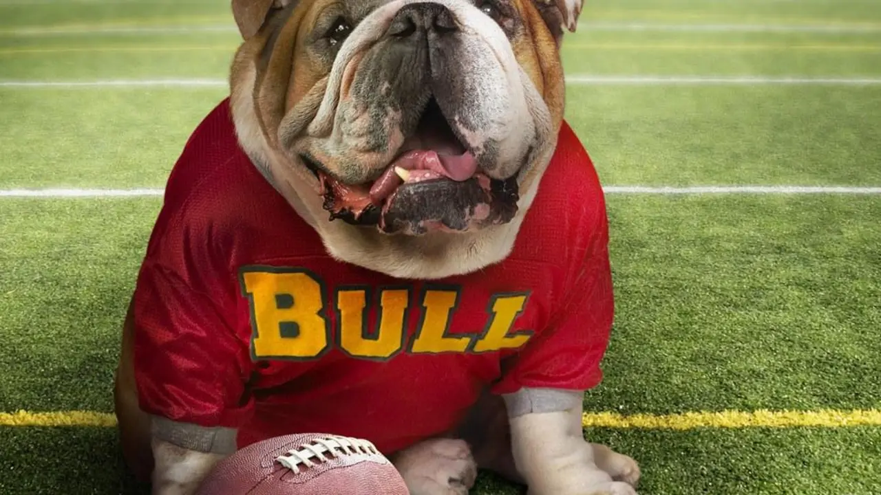 perro, deporte, bal&oacute;n