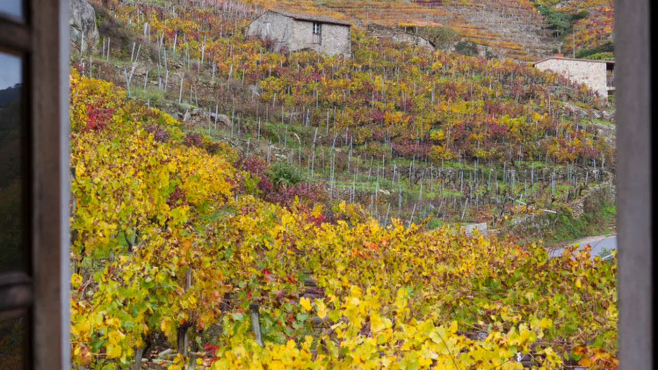 Paisaje vin&iacute;cola de la Ribeira Sacra.