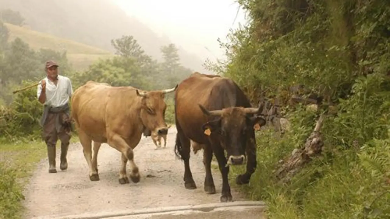 Un ganadero con sus vacas en una pista rural.