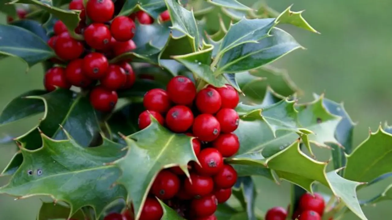 Acebo (Ilex aquifolium). / botanicmontserrat.blogspot.com.