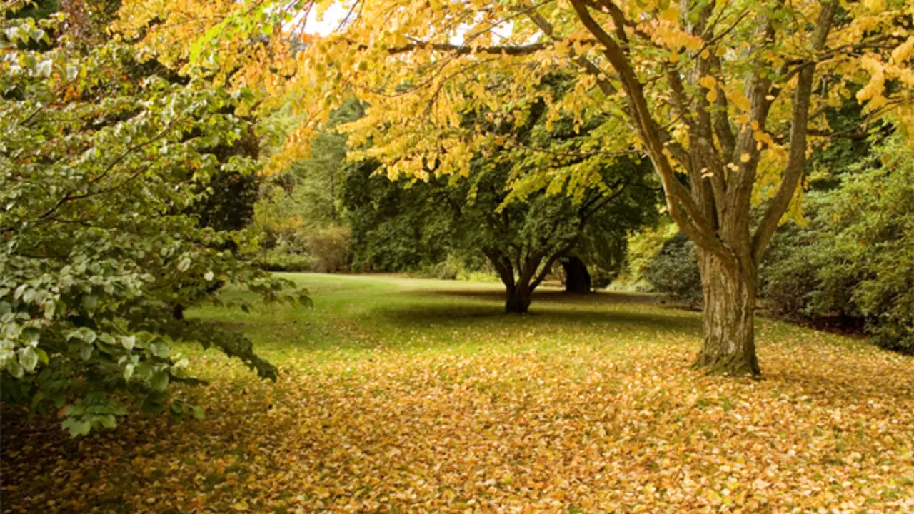 Un parque en oto&ntilde;o.
