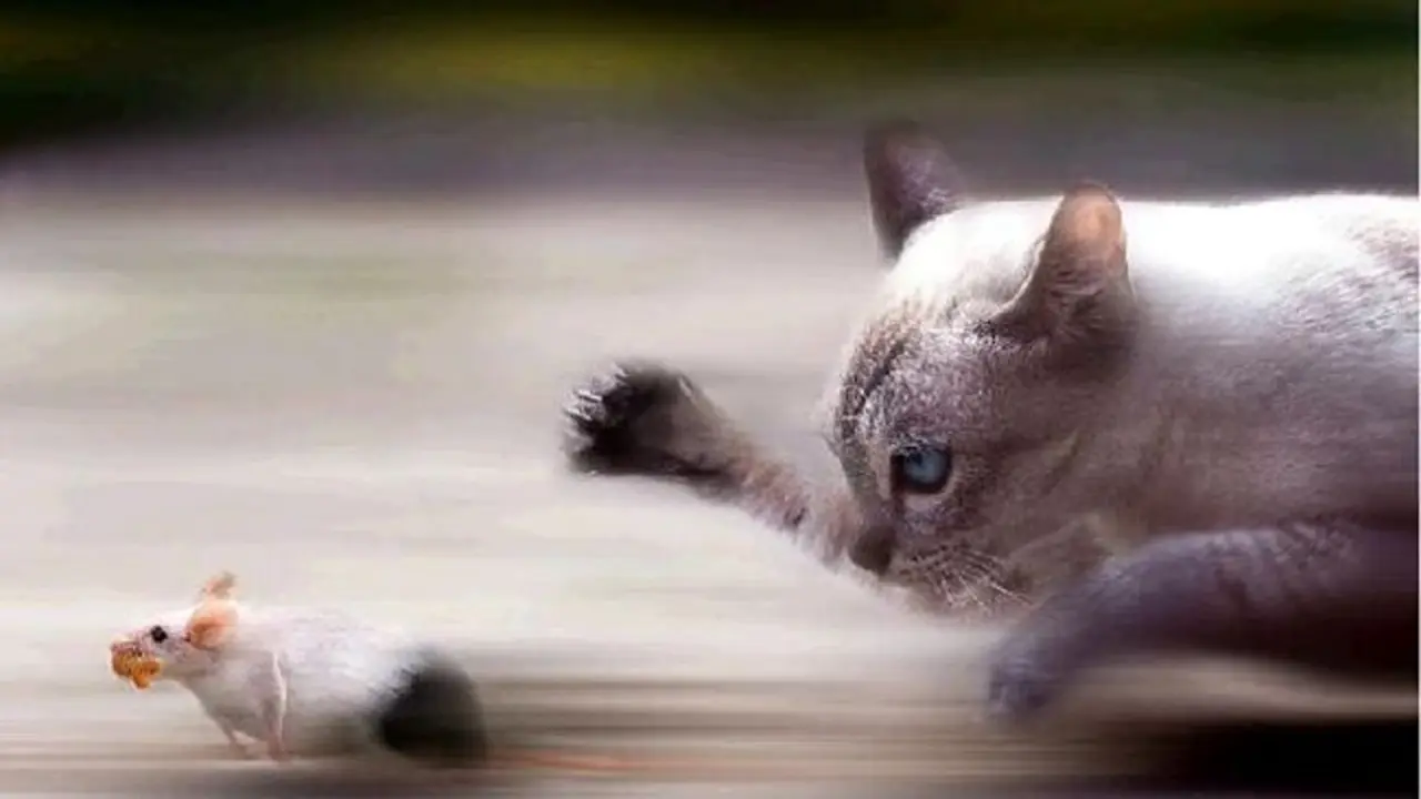 Gato a la caza del rat&oacute;n. / bigotesdegato.com