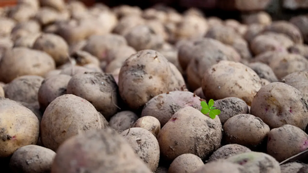 patatas