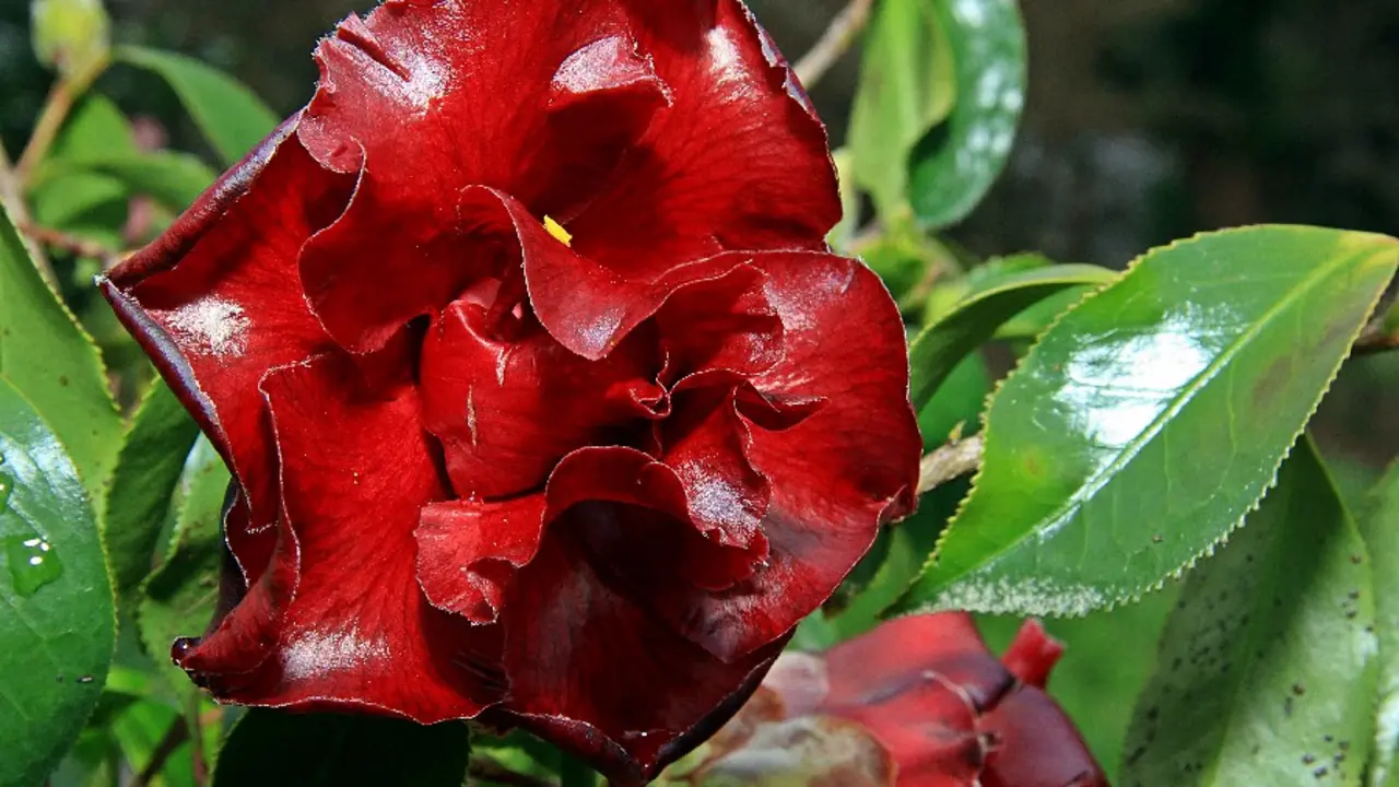 Camelia Black Magic Pazo deRubi&aacute;ns