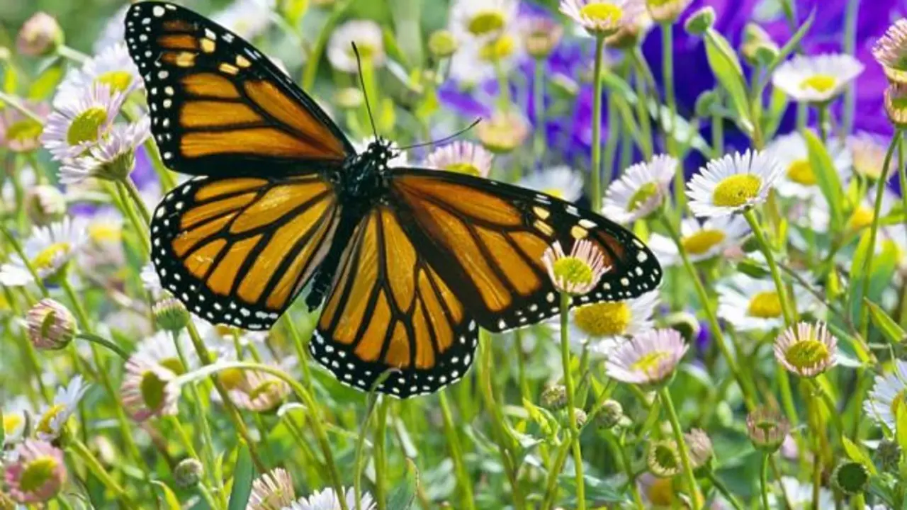 Mariposa monarca. / www.claneco.com