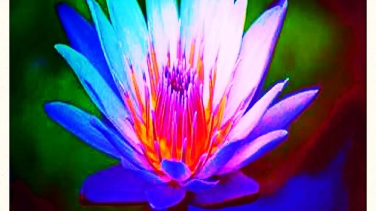 Flor de loto azul, s&iacute;mbolo de la iluminaci&oacute;n espiritual.