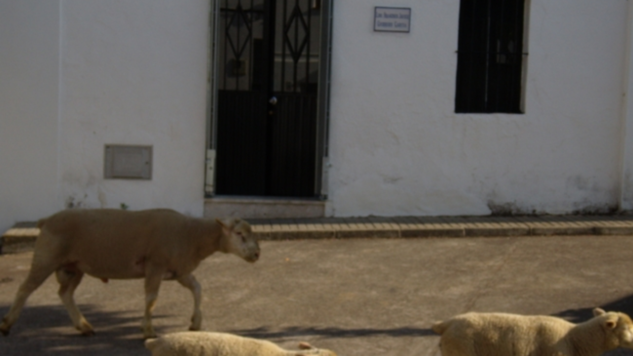 Borregas cruzando delante de la puerta de la Farmacia de El Madro&ntilde;o