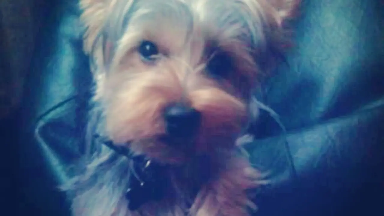Pepa. Mi yorkshire.