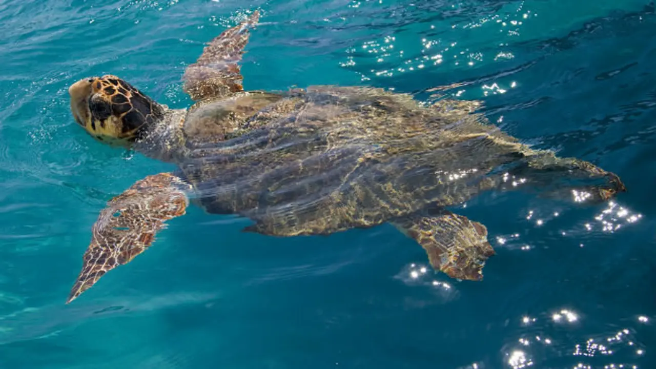 Tortugas Caretta caretta de Zante.
