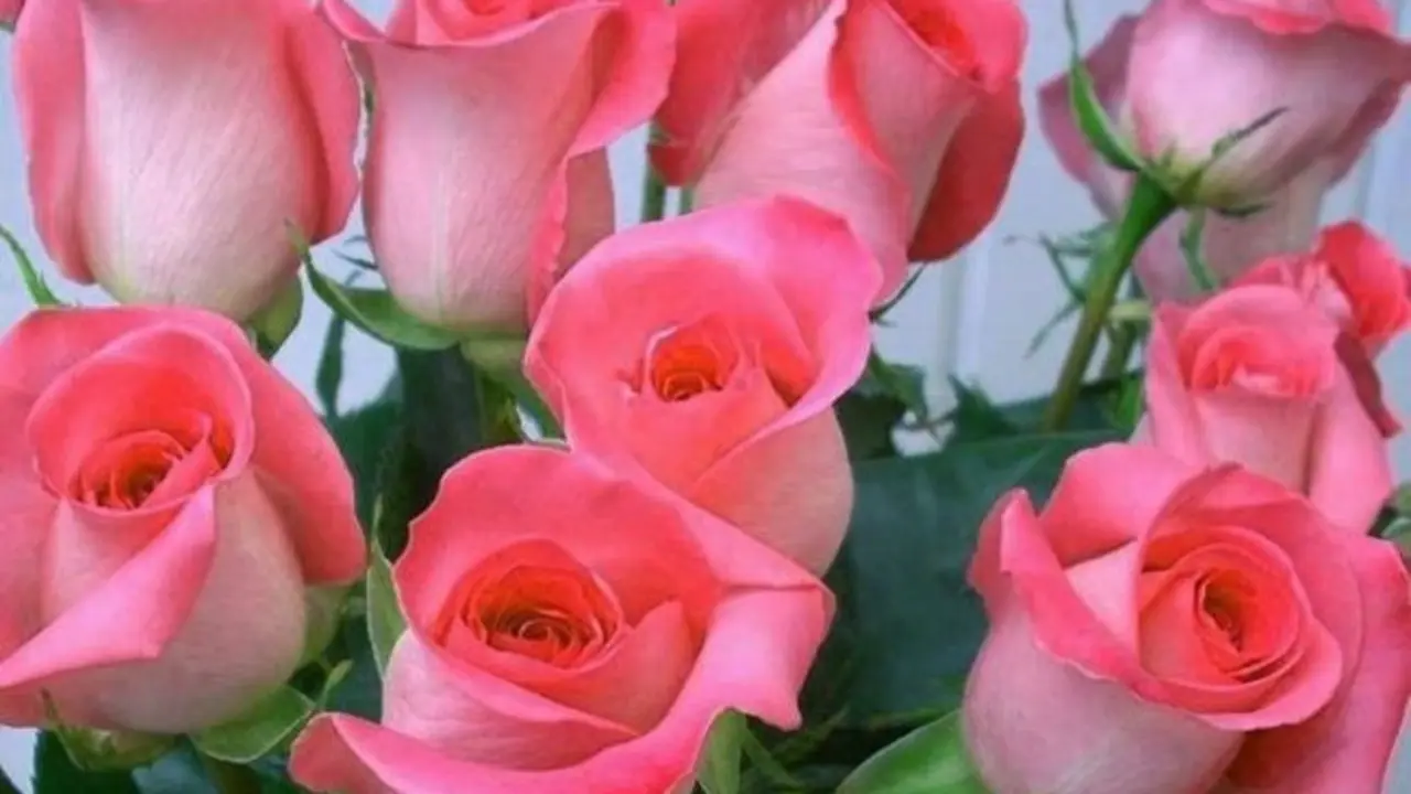 Rosas. / Mundiario.