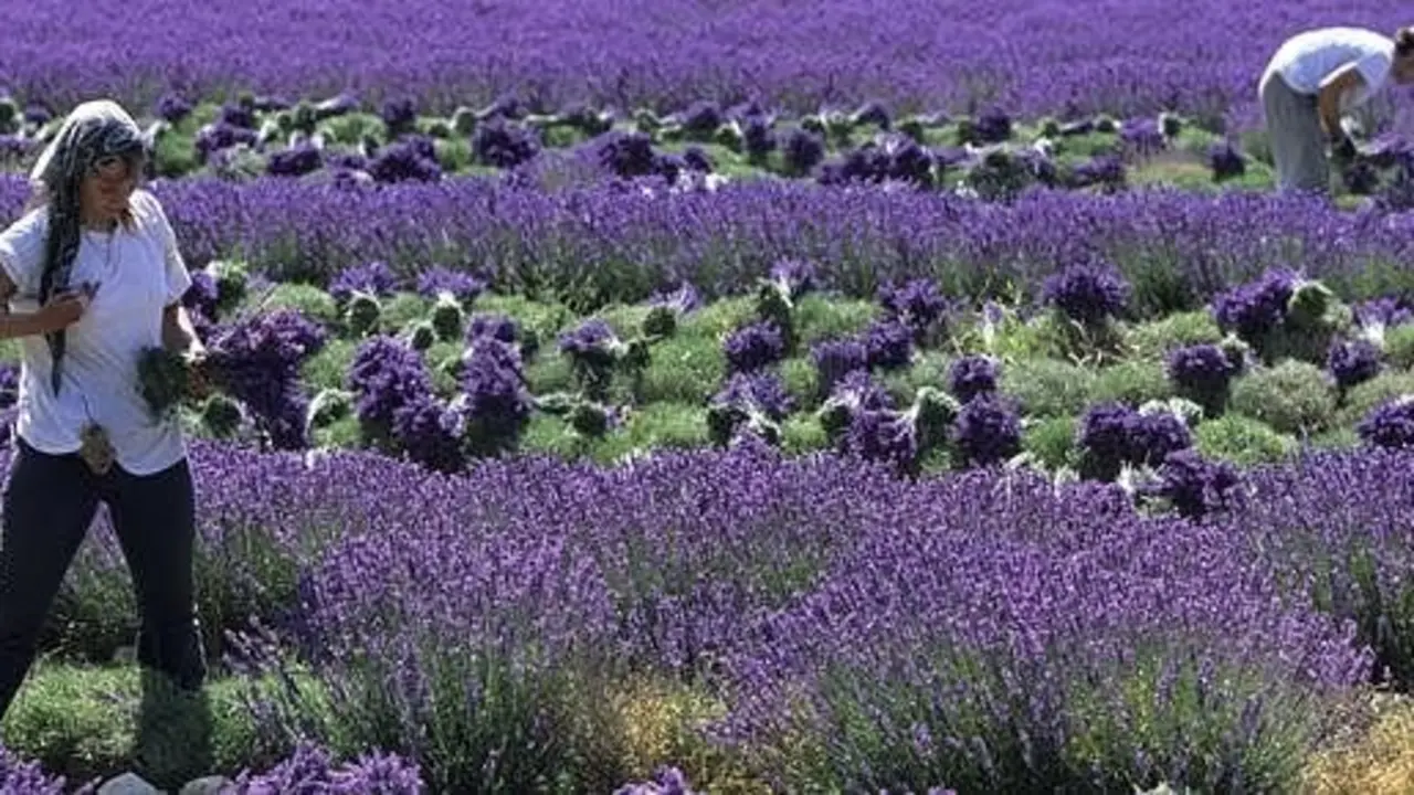 Fiesta de la lavanda en Valensole. / Atout France 