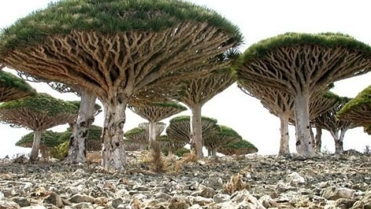 &Aacute;rbol de la sangre de drag&oacute;n (Dracaena cinnabari). / www.atlasobscura.com 
