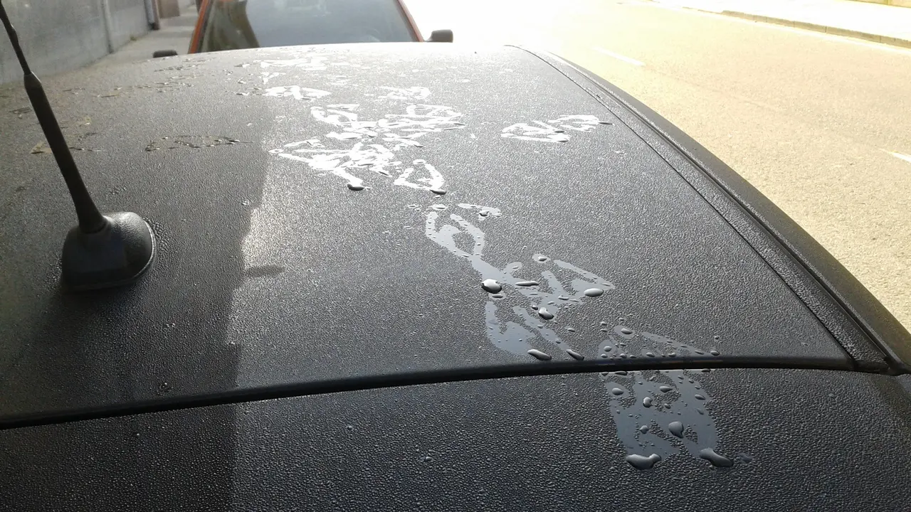 Huellas de una gaviota tras un paseo por el techo de un coche