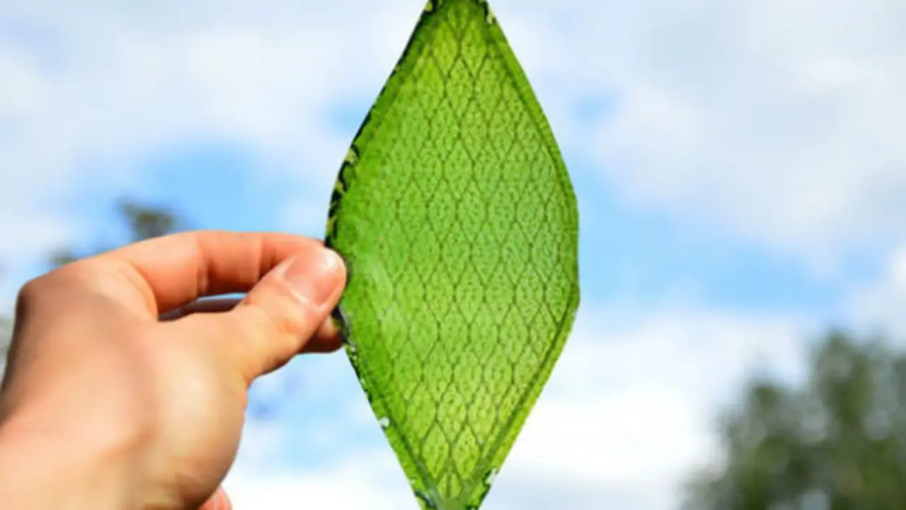 Silk Leaf