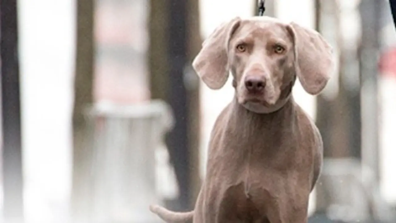 Perro paseando por la ciudad.