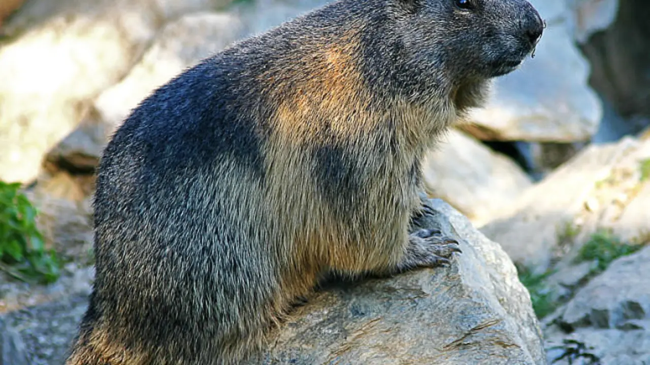 El saludo de la marmota / J&uuml;rgen Divina 