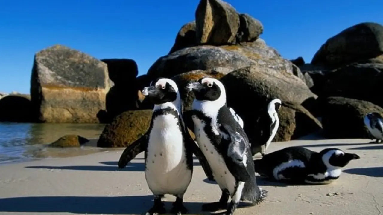 Pareja de ping&uuml;inos africanos. / Jeremy Woodhouse
