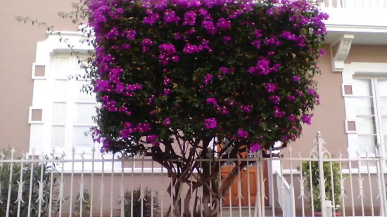 &Aacute;rbol con ra&iacute;ces en la reja - Francisco Pu&ntilde;al Su&aacute;rez