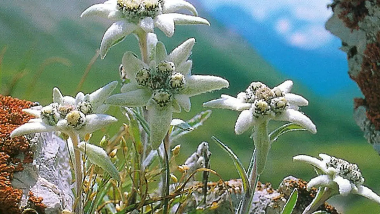 EDELWEISS