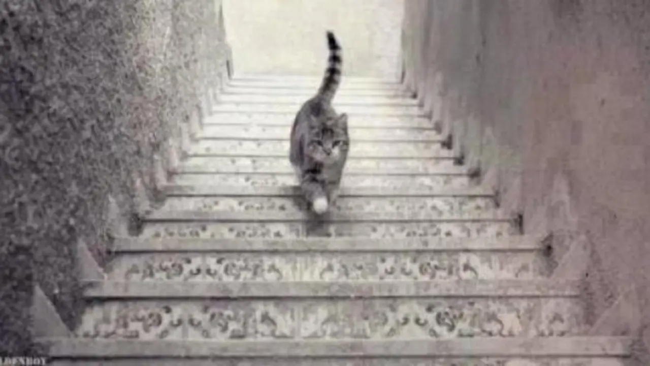&iquest;Sube o baja este gato?