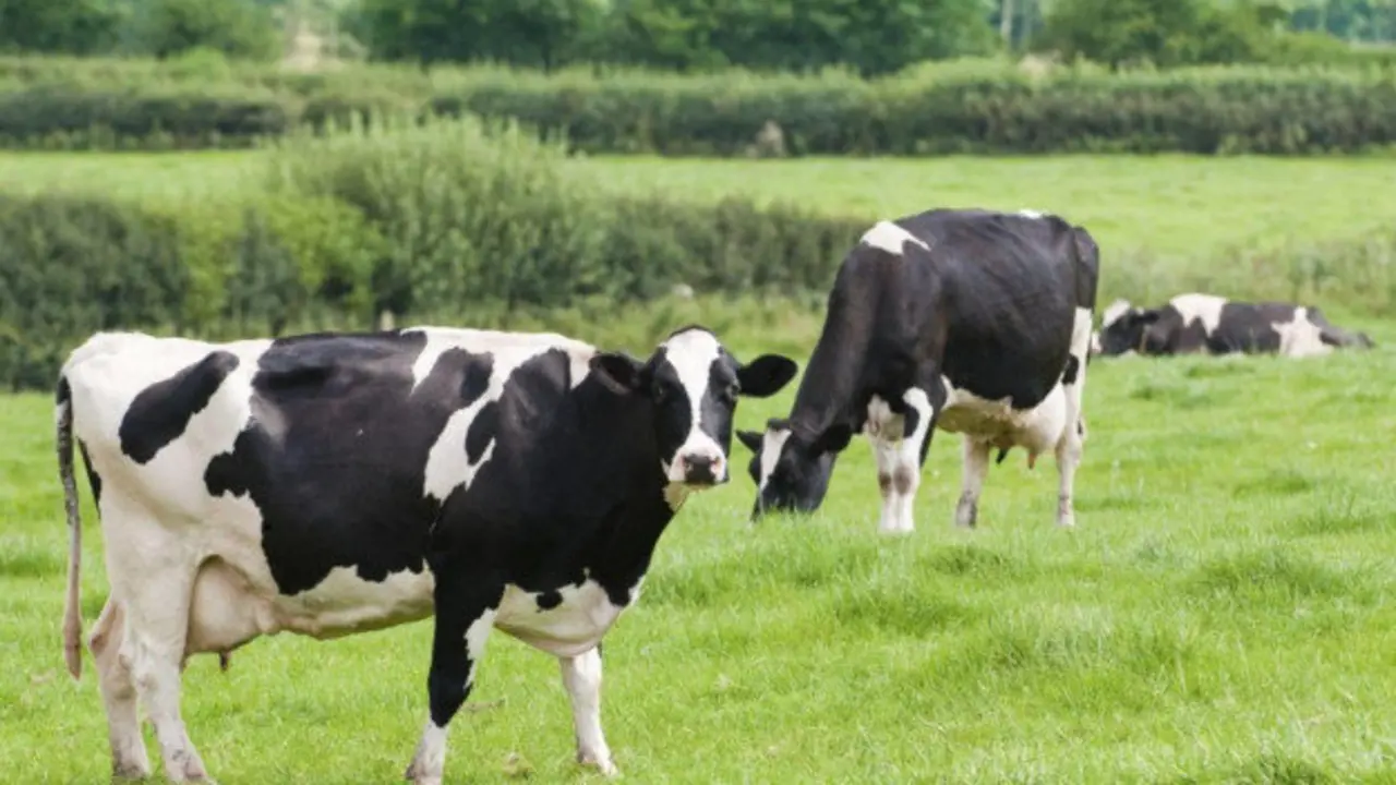Vacas pastando. / antena3